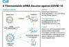 沃森生物：终止新冠病毒mRNA疫苗和带状疱疹mRNA疫苗开发合作