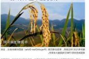 巴西联邦政府大米进口100万吨：影响种植年度收成