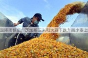 美国降雨预报，芝加哥玉米和大豆下跌，而小麦上涨