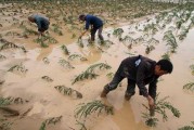 甘肃局部地区遭遇大到暴雨 近10万亩农作物受灾