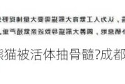 谣言！归国大熊猫被活体抽骨髓?成都大熊猫繁育研究基地辟谣