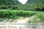 广农糖业：广西今年持续的暴雨对公司所属的甘蔗种植基地有一定的影响，部份低洼地区被淹