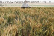 埃及计划2024/2025年度种植350万费丹小麦：战略扩张