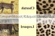 "Leopard"和"Cheetah"有什么区别？