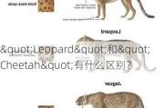 "Leopard"和"Cheetah"有什么区别？