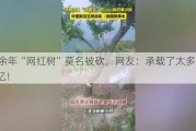 60余年“网红树”莫名被砍，网友：承载了太多人的回忆！