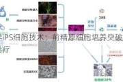 京都大学iPS细胞技术：前精原细胞培养突破，助力不孕症治疗