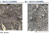 新浪期货黑龙江地区大豆、玉米调研（嫩江、讷河）