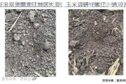 新浪期货黑龙江地区大豆、玉米调研（嫩江、讷河）