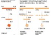 基因疗法使遗传性肿胀发作减少98%，2026年向FDA提交申请