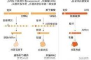 基因疗法使遗传性肿胀发作减少98%，2026年向FDA提交申请