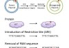 HiDEF-seq 技术：可准确检测突变前 DNA 代码早期变化