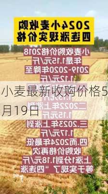 小麦最新收购价格5月19日