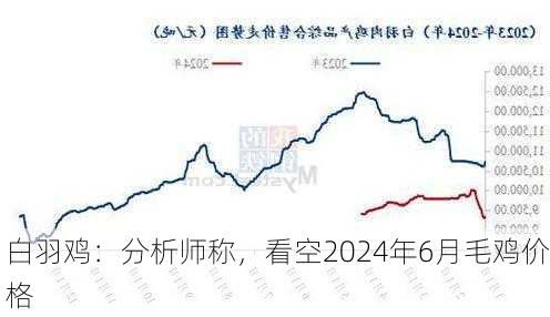 白羽鸡：分析师称，看空2024年6月毛鸡价格