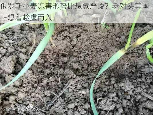 俄罗斯小麦冻害形势比想象严峻？老对头美国正想着趁虚而入