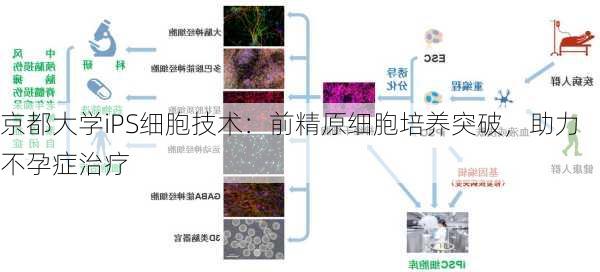 京都大学iPS细胞技术：前精原细胞培养突破，助力不孕症治疗