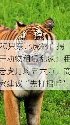 20只东北虎死亡揭开动物租赁乱象：租老虎月均五六万，商家建议“先打招呼”