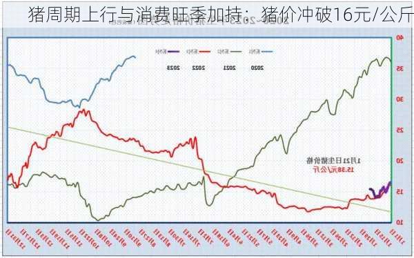 猪周期上行与消费旺季加持：猪价冲破16元/公斤