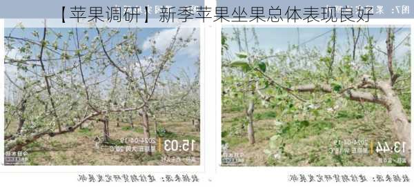 【苹果调研】新季苹果坐果总体表现良好