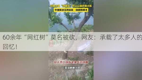 60余年“网红树”莫名被砍，网友：承载了太多人的回忆！