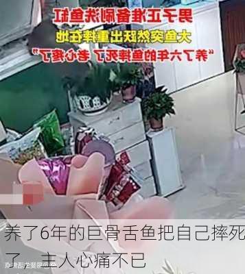 养了6年的巨骨舌鱼把自己摔死了，主人心痛不已