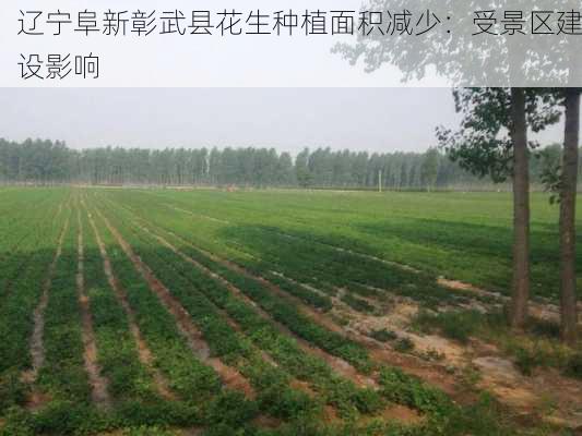 辽宁阜新彰武县花生种植面积减少：受景区建设影响