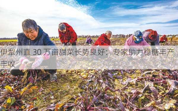 伊犁州直 30 万亩甜菜长势良好：专家助力稳糖丰产丰收