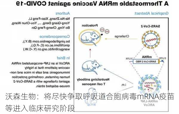 沃森生物：将尽快争取呼吸道合胞病毒mRNA疫苗等进入临床研究阶段