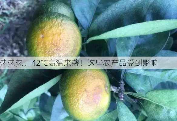 热热热，42℃高温来袭！这些农产品受到影响