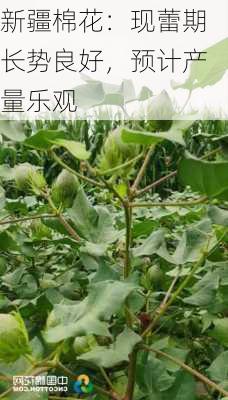 新疆棉花：现蕾期长势良好，预计产量乐观