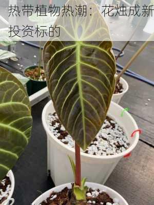 热带植物热潮：花烛成新投资标的