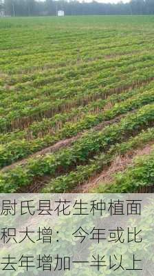 尉氏县花生种植面积大增：今年或比去年增加一半以上