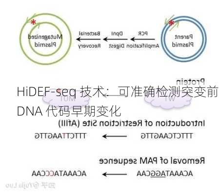 HiDEF-seq 技术：可准确检测突变前 DNA 代码早期变化