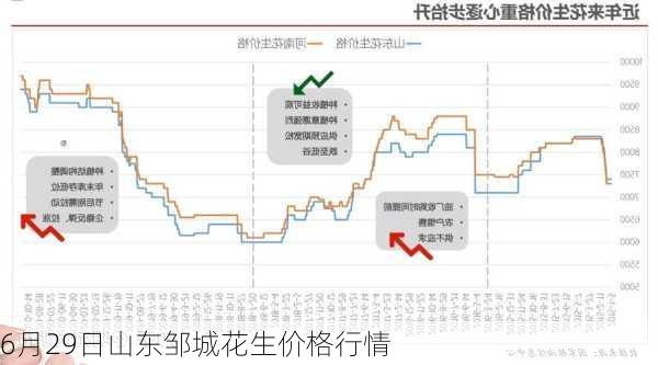 6月29日山东邹城花生价格行情