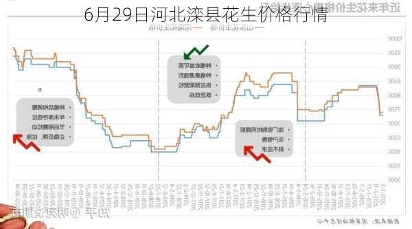 6月29日河北滦县花生价格行情