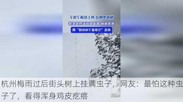 杭州梅雨过后街头树上挂满虫子，网友：最怕这种虫子了，看得浑身鸡皮疙瘩