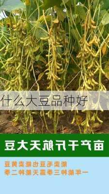 什么大豆品种好