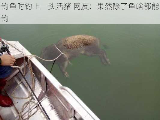 钓鱼时钓上一头活猪 网友：果然除了鱼啥都能钓