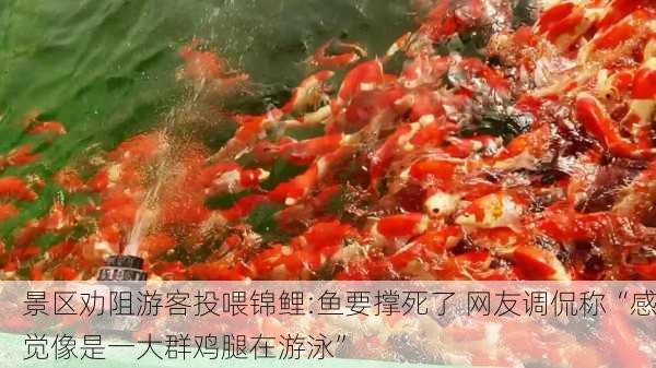 景区劝阻游客投喂锦鲤:鱼要撑死了 网友调侃称“感觉像是一大群鸡腿在游泳”