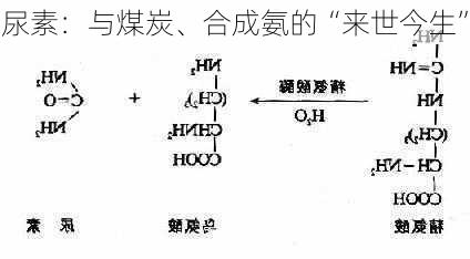 尿素：与煤炭、合成氨的“来世今生”