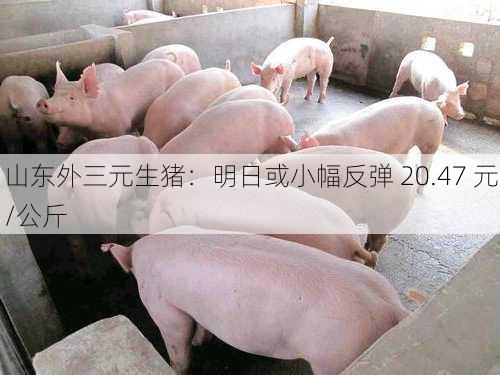 山东外三元生猪：明日或小幅反弹 20.47 元/公斤