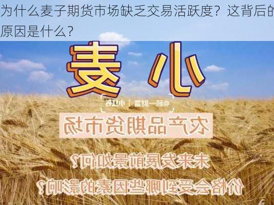 为什么麦子期货市场缺乏交易活跃度？这背后的原因是什么？