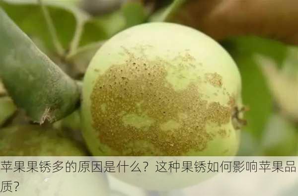 苹果果锈多的原因是什么？这种果锈如何影响苹果品质？