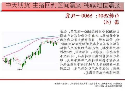 中天期货:生猪回到区间震荡 纯碱地位震荡