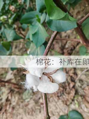 棉花：补库在即