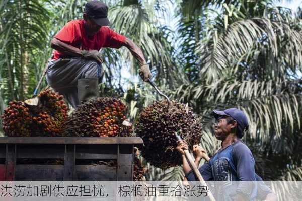 洪涝加剧供应担忧，棕榈油重拾涨势